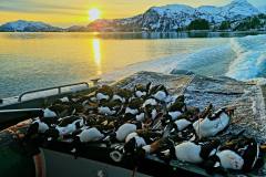 Duck_season_2021_Alaska_seaducks