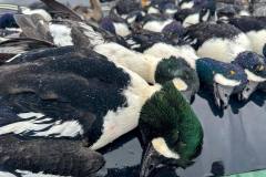 barrows-and-common-goldeneye